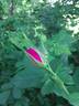 <i>Rosa palustris</i> Marshall rose photo