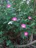 <i>Rosa palustris</i> Marshall rose photo