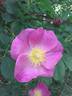 <i>Rosa palustris</i> Marshall rose photo
