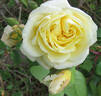 Reverend T. C. Cole rose photo