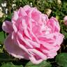 Comtesse Branicka rose photo