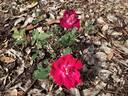 Fabvier rose photo