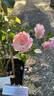Morden Blush rose photo