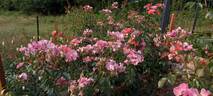 Summer Wine rose photo