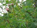 Haidee rose photo