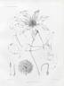 <i>C. patens</i> C. Morren. clematis photo