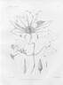 <i>C. patens</i> C. Morren. clematis photo