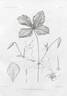 <i>C. hakonensis</i> Franch. clematis photo