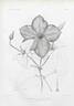 C. tunbridgensis clematis photo