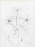 <i>Clematis florida</i> Thunb. clematis photo