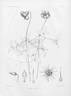 <i>C. crispa</i> L. clematis photo
