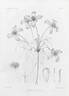 C. montana clematis photo