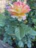 La Park rose photo