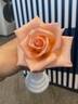 Pat's Choice rose photo