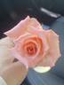 Pat's Choice rose photo