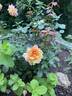 La Park rose photo