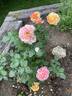 La Park rose photo