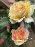 La Park rose photo