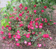 Louis-Philippe rose photo