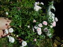 Willie Winkie rose photo