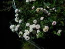 Willie Winkie rose photo