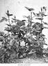 Marie Baumann rose photo