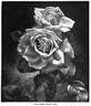 Eugénie Verdier rose photo