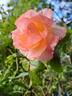 Rosa del Camino de Santiago ® rose photo