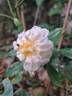 Snow Goose rose photo