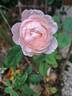 Saint Cecilia rose photo