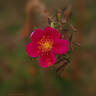 <i>Rosa spinosissima</i> 'Single Cherry' rose photo