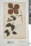 <i>C. hakonensis</i> Franch. clematis photo