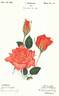 La Vie rose photo