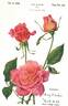 Sun Glow rose photo