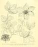<i>Clematis florida</i> Thunb. clematis photo