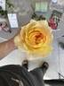 La Park rose photo