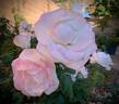 World War II Memorial Rose ™ rose photo