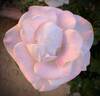 World War II Memorial Rose ™ rose photo