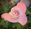 World War II Memorial Rose ™ rose photo