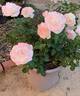 World War II Memorial Rose ™ rose photo