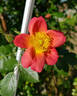 Lady Penzance rose photo