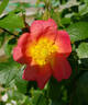 Lady Penzance rose photo