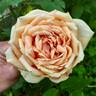 Madame Bérard rose photo