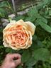 Madame Bérard rose photo