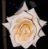 Over the Moon rose photo