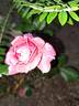 Red Leonardo da Vinci rose photo