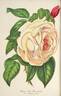 President rose photo