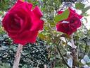Grimpant Le Grand Huit® rose photo
