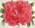 Gloria Belgarum peony photo