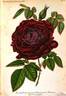 Empereur du Mexique rose photo